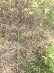 ​“损失1万多！”湖南女子称自家2亩菜地被人投毒，警方：已送检，正调查