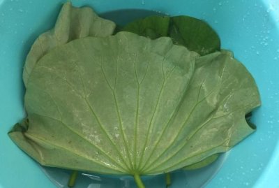 ​荷叶要不要先洗再晒,荷叶怎么晒制作方法