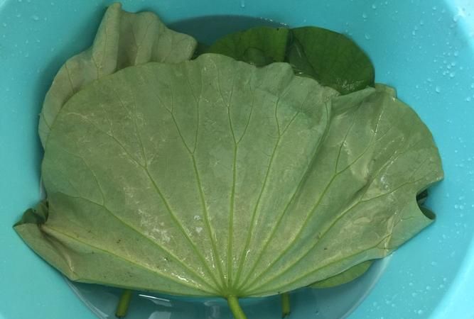 荷叶怎么晒制作方法