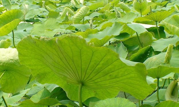 鲜荷叶怎么做成干荷叶