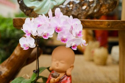 ​蝴蝶兰花期多长，蝴蝶兰花期养护