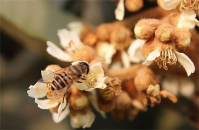 ​什么叫冬蜜？冬蜜是冬天采的吗？