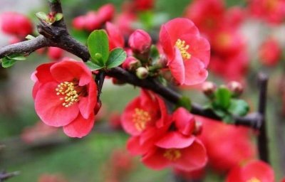 ​3种“幸福花”，寓意幸福美满，福运财运旺，新的一年幸福满满