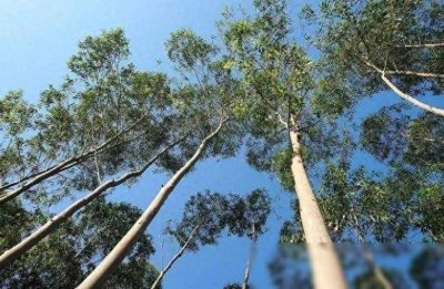 ​禁止种植的亡国树？桉树的危害究竟是什么？