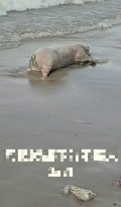 ​广东阳江一海滩出现死猪？当地回：未发现此类情况，视频真实性和发现地点存疑