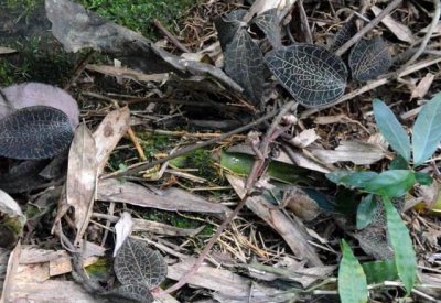 ​金线莲在30年前10元一斤，如今人工种植也很贵，但农民却不敢种植