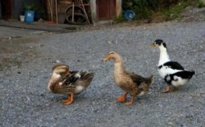 ​“鸭中贵族”的番鸭，价值远超普通鸭类，为何在农村没大量养殖？