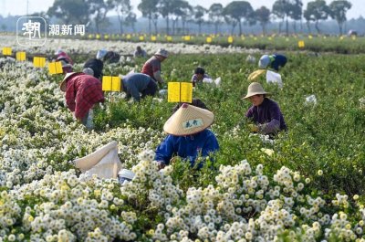 ​“中国杭白菊之乡”迎来丰收