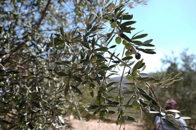 ​以军大面积铲除巴勒斯坦村庄橄榄树 强调此举非集体惩罚