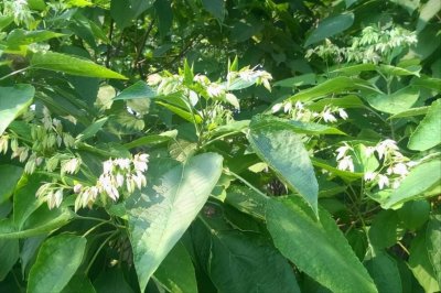 ​植物界的活化石——楸树植物非试管高效快繁