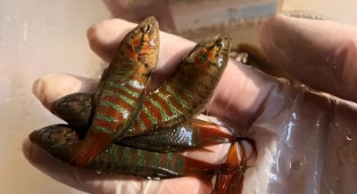 ​曾经陪伴我们度过美好时光的中国斗鱼，究竟去了哪里？