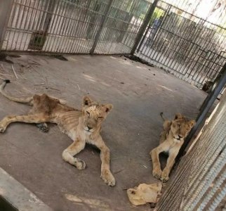 ​非洲狮的详细资料（苏丹动物园5只非洲狮）