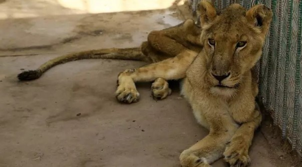 非洲狮的详细资料（苏丹动物园5只非洲狮）