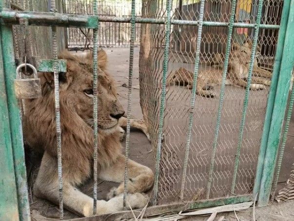 非洲狮的详细资料（苏丹动物园5只非洲狮）