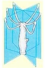 腔肠动物有哪些（详解腔肠动物的主要特征）