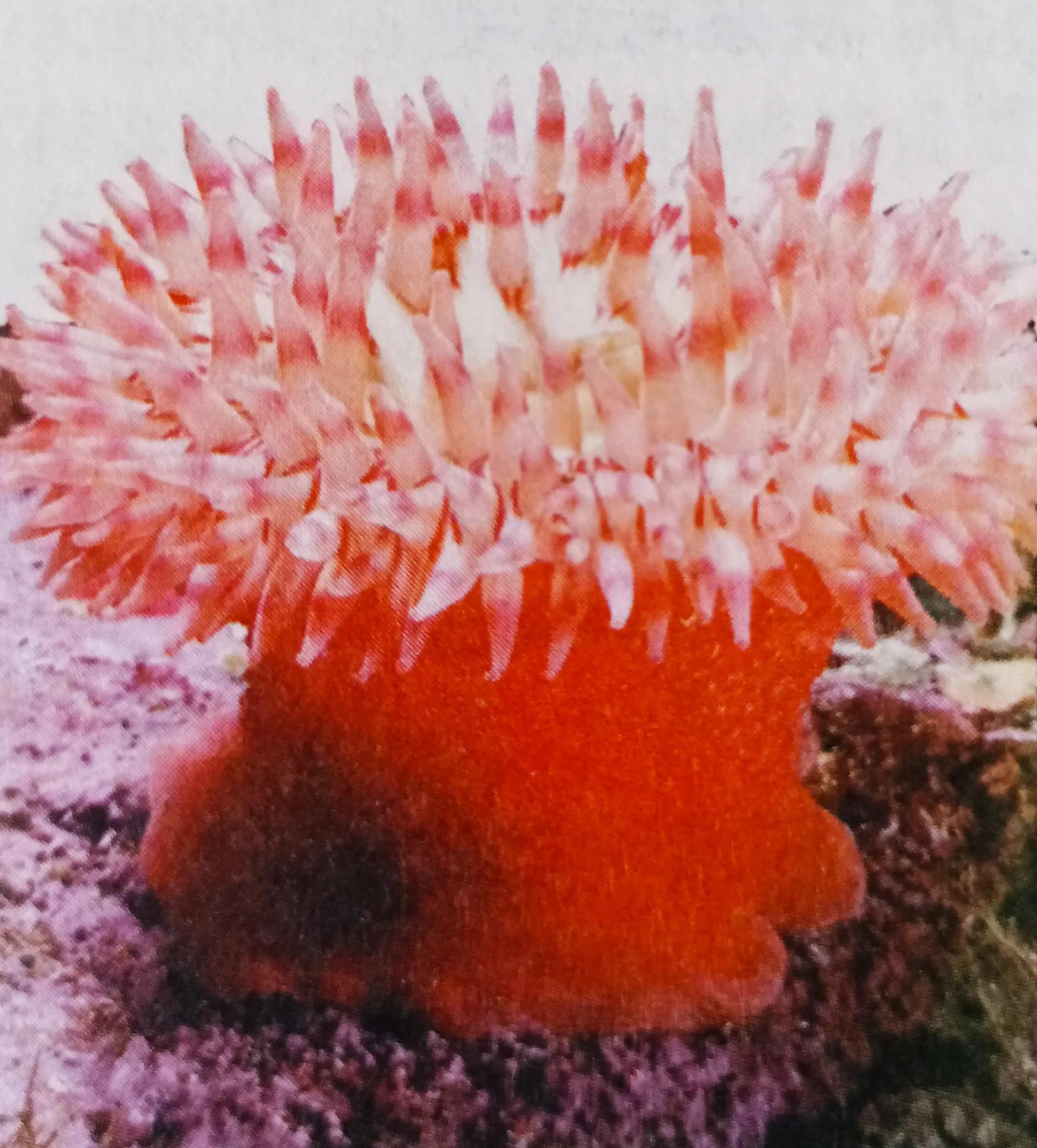 腔肠动物有哪些（详解腔肠动物的主要特征）