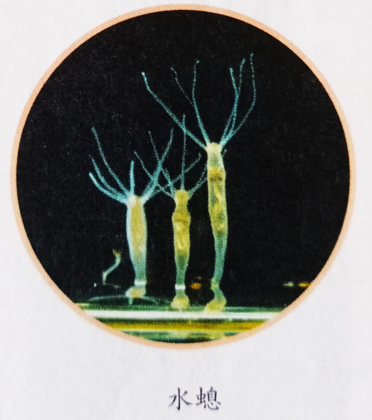 腔肠动物有哪些（详解腔肠动物的主要特征）