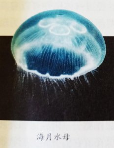 ​腔肠动物有哪些（详解腔肠动物的主要特征）