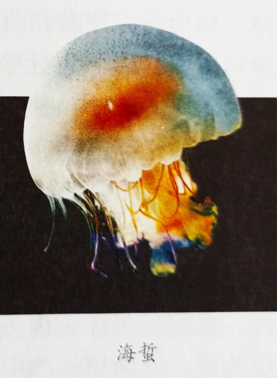 腔肠动物有哪些（详解腔肠动物的主要特征）