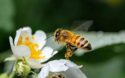 ​女童被蜜蜂蜇伤，母亲放弃3分钟可达的社区医院，开车30分钟前往大医院，孩子