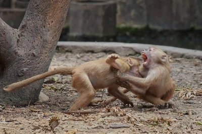 ​动物园两只狒狒大打出手看呆众人，知道原因后网友：不至于