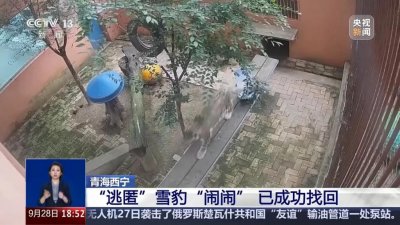 ​出逃雪豹“闹闹”被成功救回，搜寻过程曝光