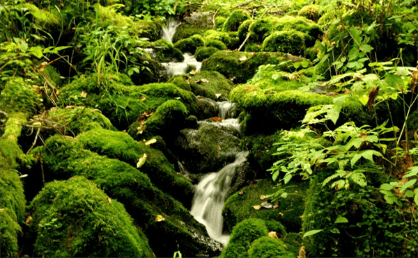 鸡西市人口有多少常住人口(鸡西市各区县人口排名)