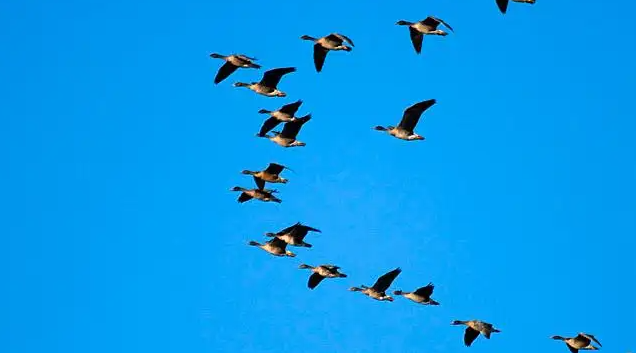 网络最火的神兽有哪些(网络最火的十大神兽)(4)_