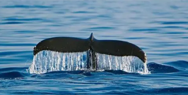 网络最火的神兽有哪些(网络最火的十大神兽)(3)_