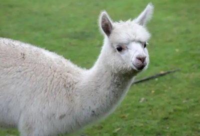 ​网络最火的神兽有哪些（网络最火的十大神兽）