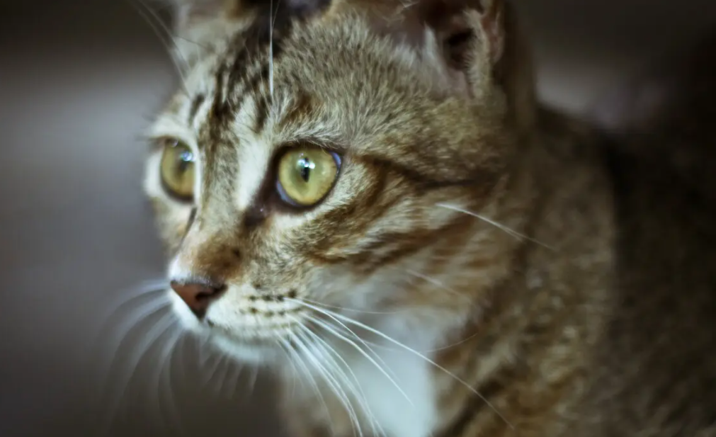 网络最火的神兽有哪些(网络最火的十大神兽)(2)_