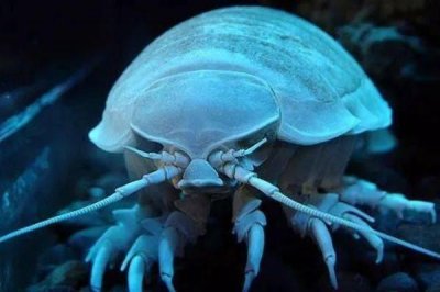 ​大王具足虫能吃吗?日本人最爱油炸吃(味道就像龙虾)