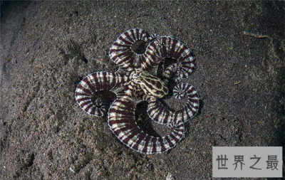 ​拟态章鱼改变自身颜色逃生，甚至可以伪装成海藻