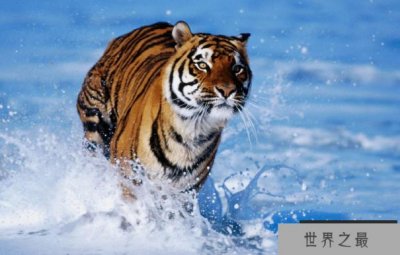 ​中国十大国宝动物，盘点我国最珍贵的濒危动物