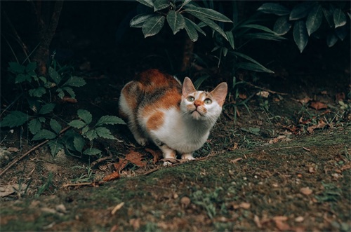 图集:分享一组可爱的小猫咪壁纸,赶紧来收藏吧