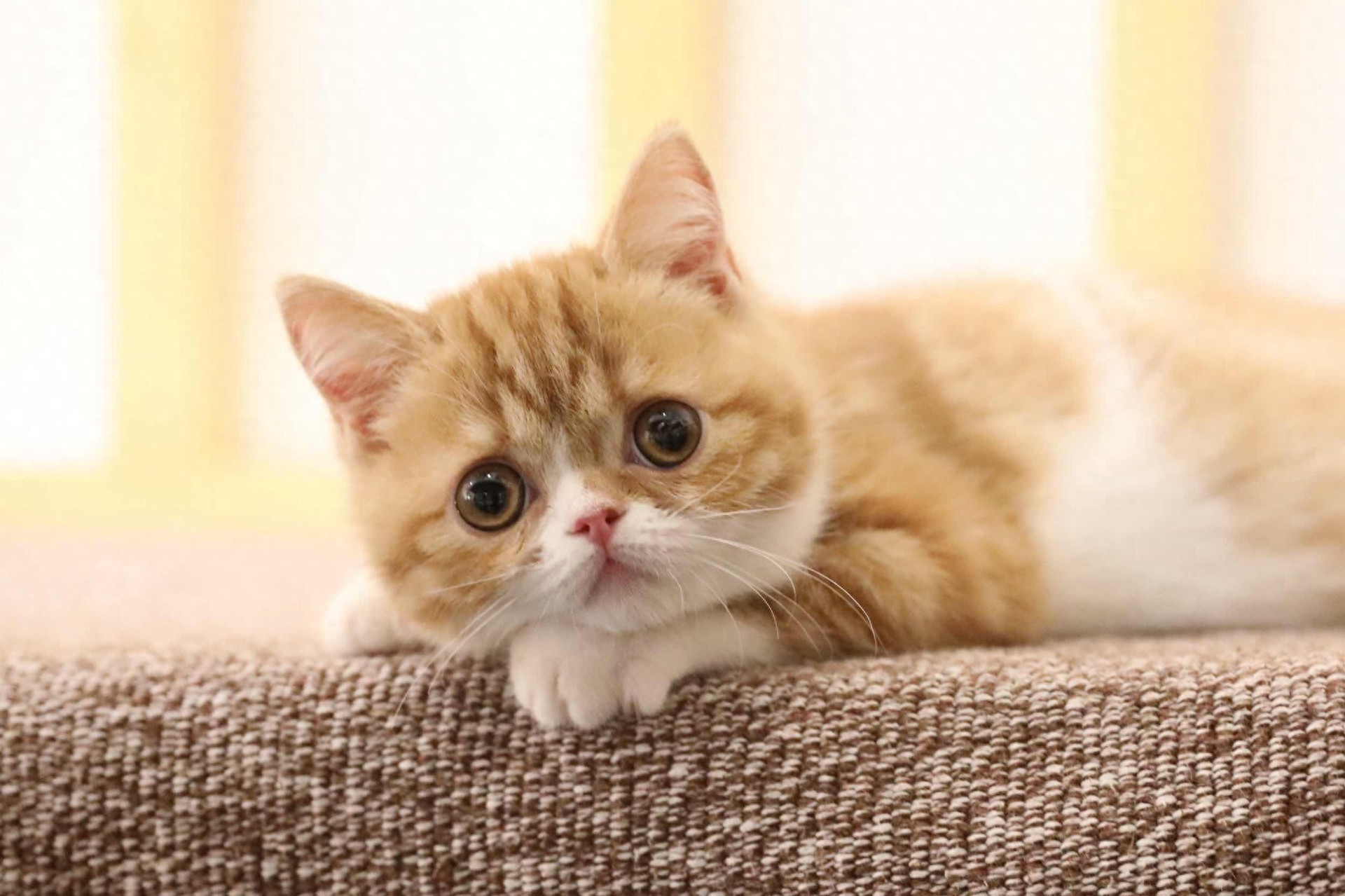 图集:分享一组可爱的小猫咪壁纸,赶紧来收藏吧