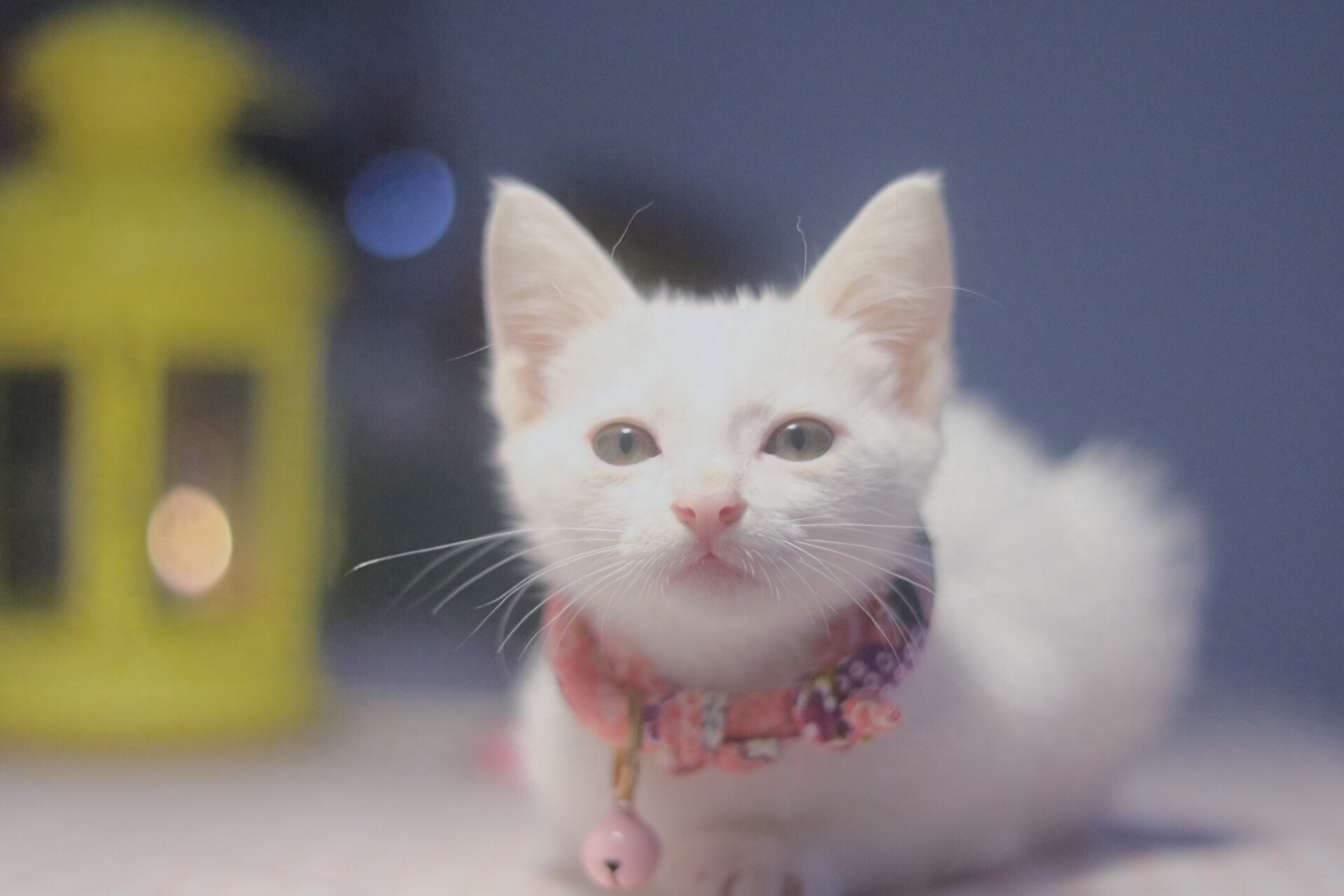 图集:分享一组可爱的小猫咪壁纸,赶紧来收藏吧