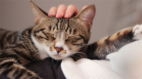 图集:分享一组可爱的小猫咪壁纸,赶紧来收藏吧