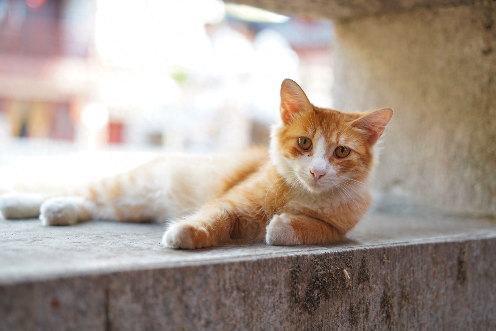 图集:分享一组可爱的小猫咪壁纸,赶紧来收藏吧