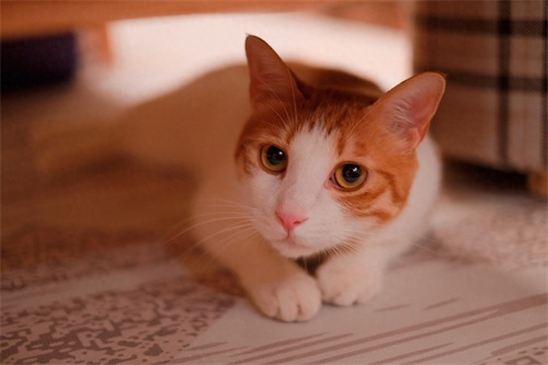 图集:分享一组可爱的小猫咪壁纸,赶紧来收藏吧