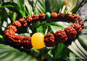 金刚菩提四瓣好还是五瓣好（金刚菩提几瓣的最好）