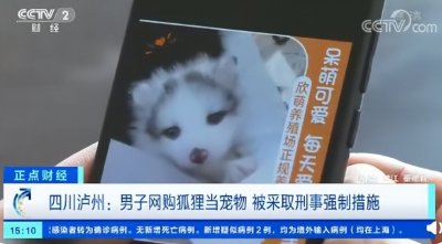 ​【法治热点榜】男子750元买狐狸给女友当宠物被查
