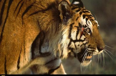 ​从不后撤的恶霸虎:查吉尔