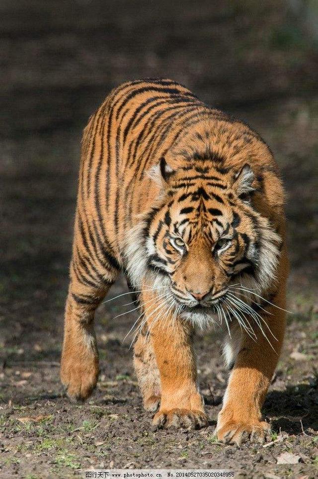 从不后撤的恶霸虎:查吉尔