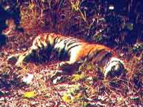 从不后撤的恶霸虎:查吉尔