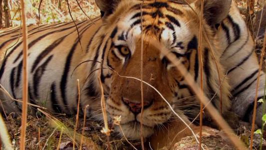 从不后撤的恶霸虎:查吉尔