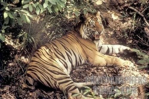 从不后撤的恶霸虎:查吉尔