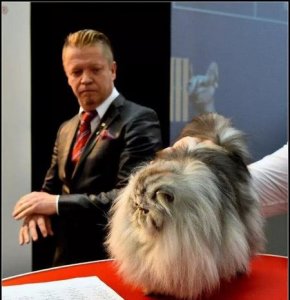 ​新手养狗选什么品种(新手养狗什么品种比较好呢)