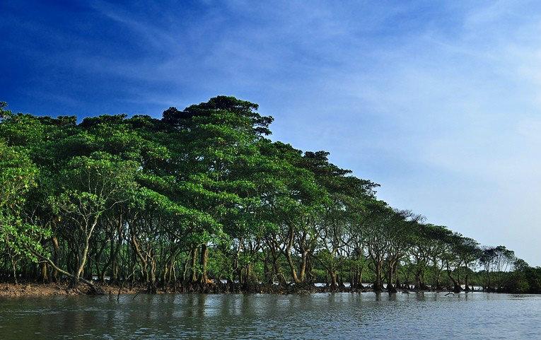 三、龙湾红树林自然保护区