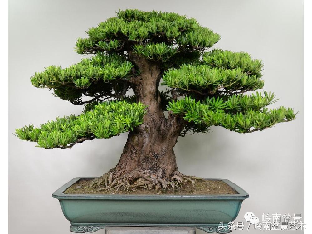 罗汉松品种哪种最好（盘点各种珍稀罗汉松品种）